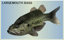 LARGEMOUTH BASS