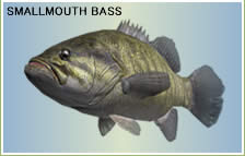 SMALLMOUTH BASS